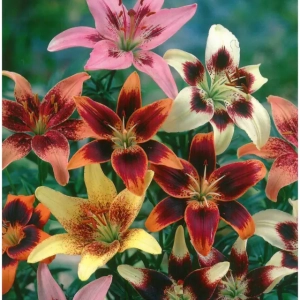 Bulbi de Crini Blotch Mix 1