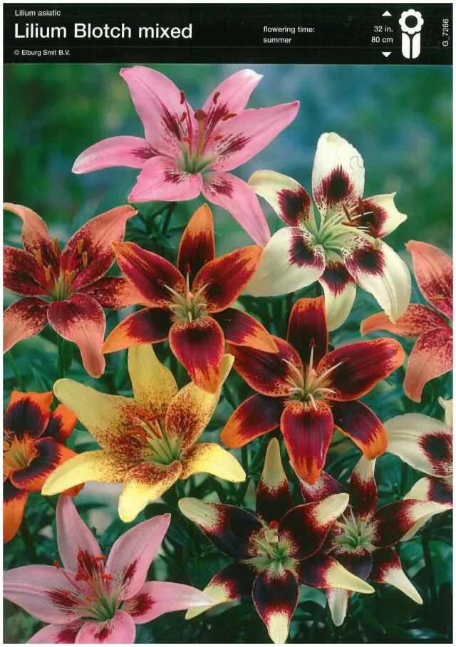 Bulbi-de-Crini-Parfumati-Blotch-Mix Bulbi de Crini Blotch Mix 1