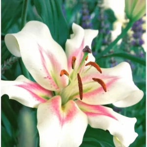 Bulbi de Crini Bonbini 1