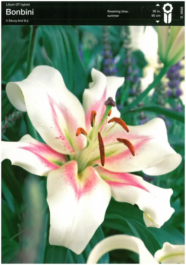 Bulbi-de-Crini-Parfumati-Bonbini Bulbi de Crini Bonbini 1