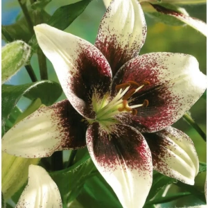 Bulbi de Crini Cappuccino 1