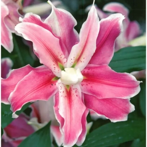 Bulbi de Crini Distant Drum 1