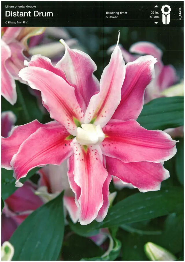 Bulbi de Crini Distant Drum 1