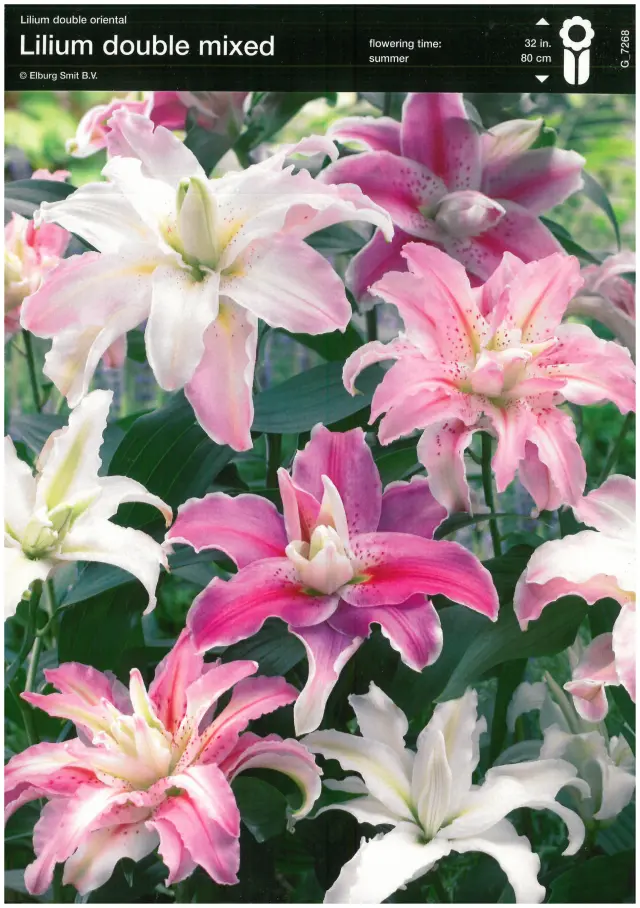 Bulbi-de-Crini-Parfumati-Double-Mix Bulbi de Crini Double Mix 1