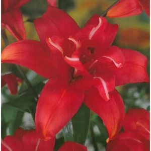 Bulbi de Crini Double Red 1