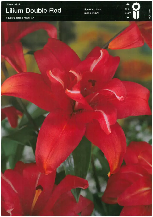 Bulbi-de-Crini-Parfumati-Double-Red Bulbi de Crini Double Red 1