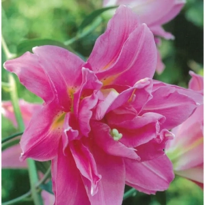 Bulbi de Crini Double Surprise 1