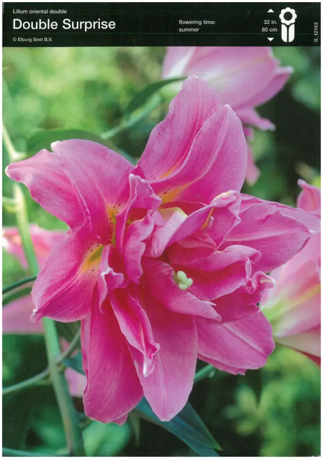 Bulbi de Crini Double Surprise 1