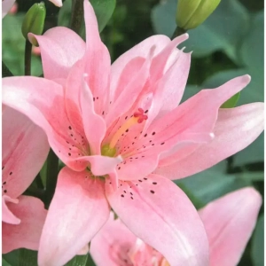 Bulbi de Crini Elodie 1