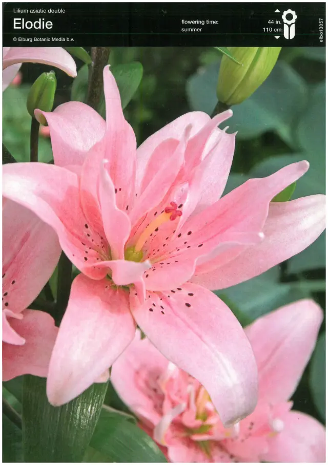 Bulbi de Crini Elodie 1