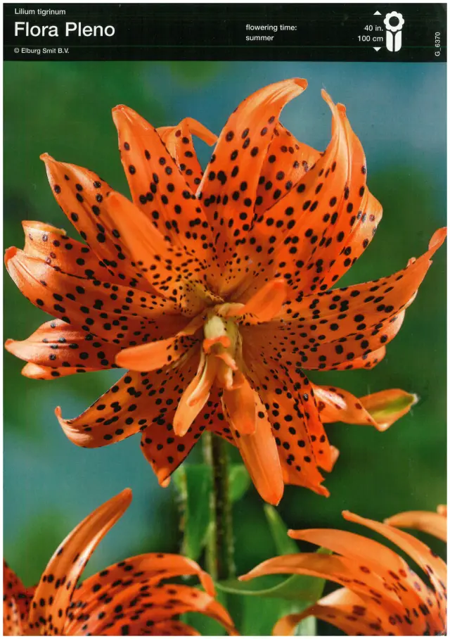 Bulbi-de-Crini-Parfumati-Flora-Pleno Bulbi de Crini Flora Pleno 1