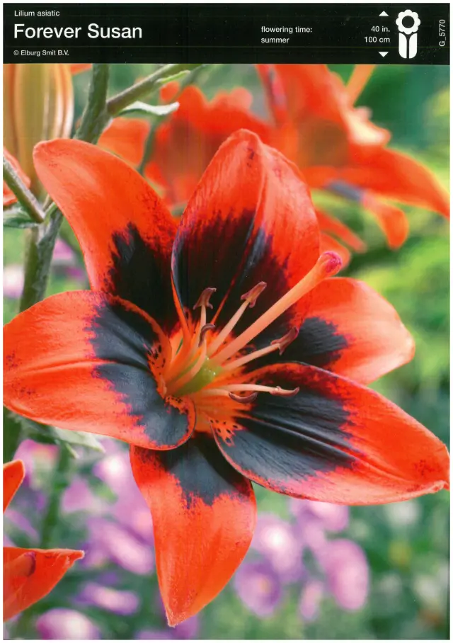 Bulbi-de-Crini-Parfumati-Forever-Susan Bulbi de Crini Forever Susan 1