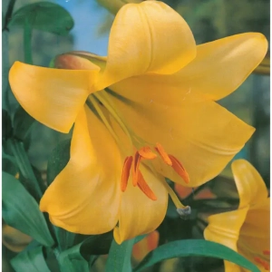 Bulbi de Crini Golden Splendour 1