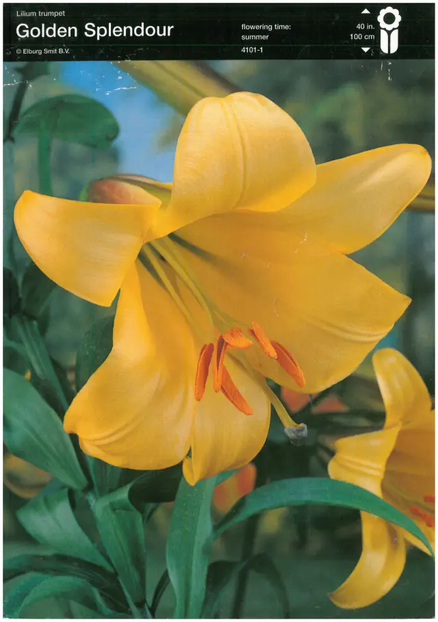 Bulbi-de-Crini-Parfumati-Golden-Splendour Bulbi de Crini Golden Splendour 1