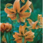 Bulbi de Crini Henryi 1