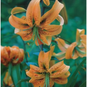 Bulbi de Crini Henryi 1