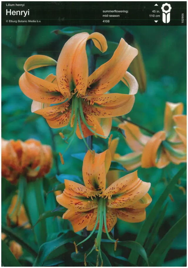 Bulbi-de-Crini-Parfumati-Henryi Bulbi de Crini Henryi 1