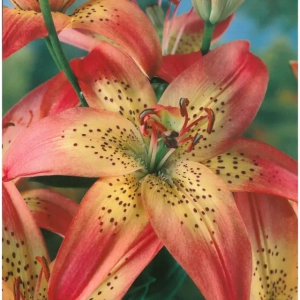 Bulbi de Crini Italia 1