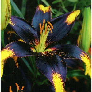 Bulbi de Crini Lion Hearr 1