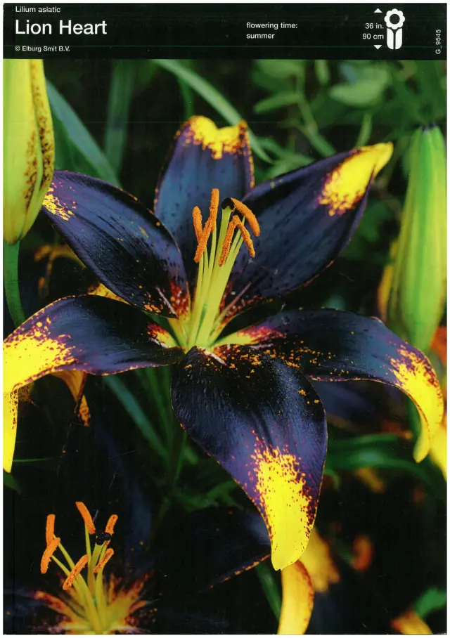 Bulbi-de-Crini-Parfumati-Lion-Heart Bulbi de Crini Lion Hearr 1