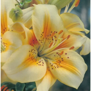 Bulbi de Crini Luxor 1