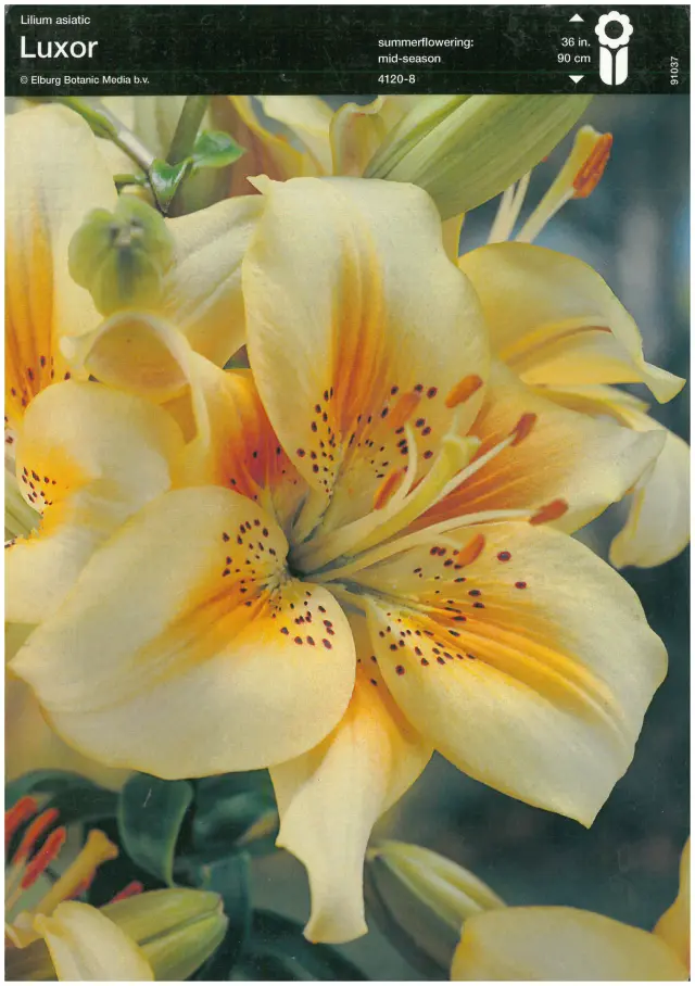 Bulbi-de-Crini-Parfumati-Luxor Bulbi de Crini Luxor 1