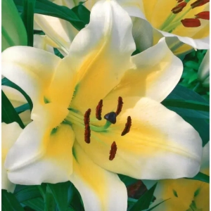 Bulbi de Crini Manissa 1