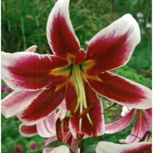 Bulbi de Crini Miss Lily 1