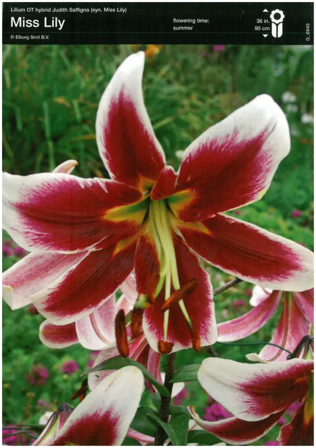 Bulbi-de-Crini-Parfumati-Miss-Lily Bulbi de Crini Miss Lily 1