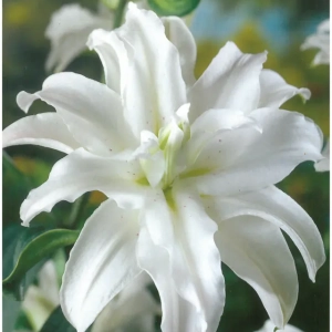 Bulbi de Crini Miss Lucy 1