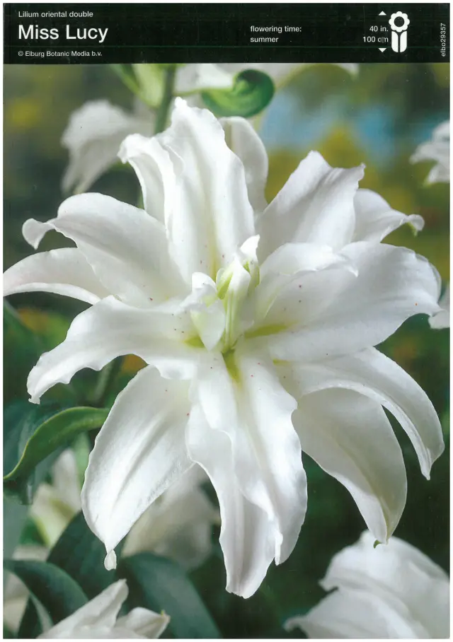 Bulbi de Crini Miss Lucy 1