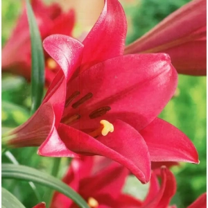 Bulbi de Crini Miyabi 1