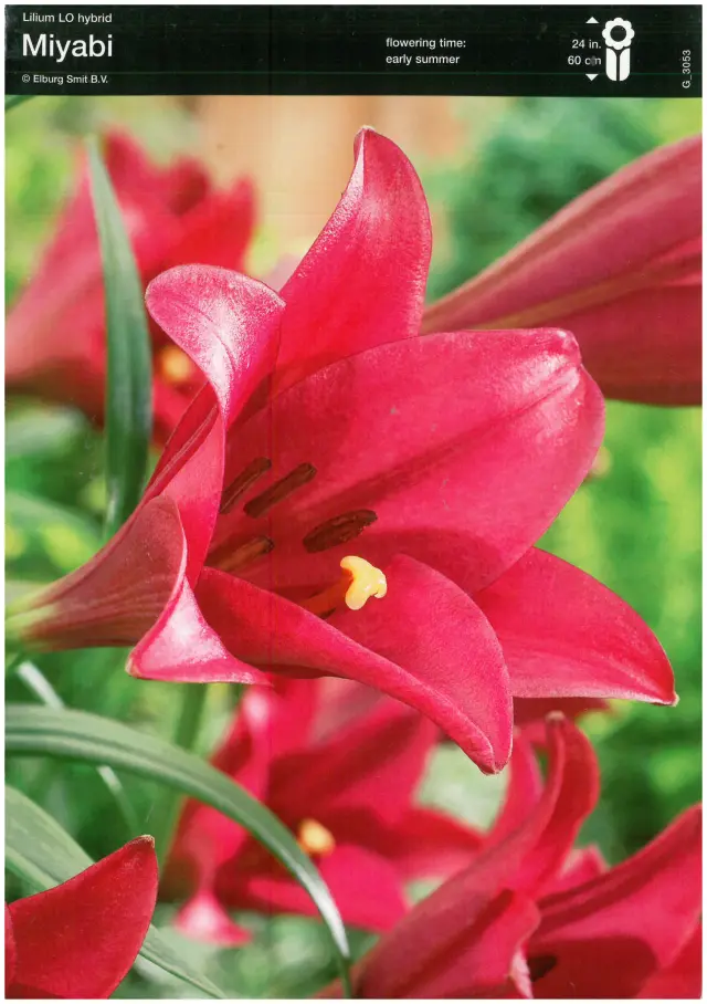 Bulbi de Crini Miyabi 1