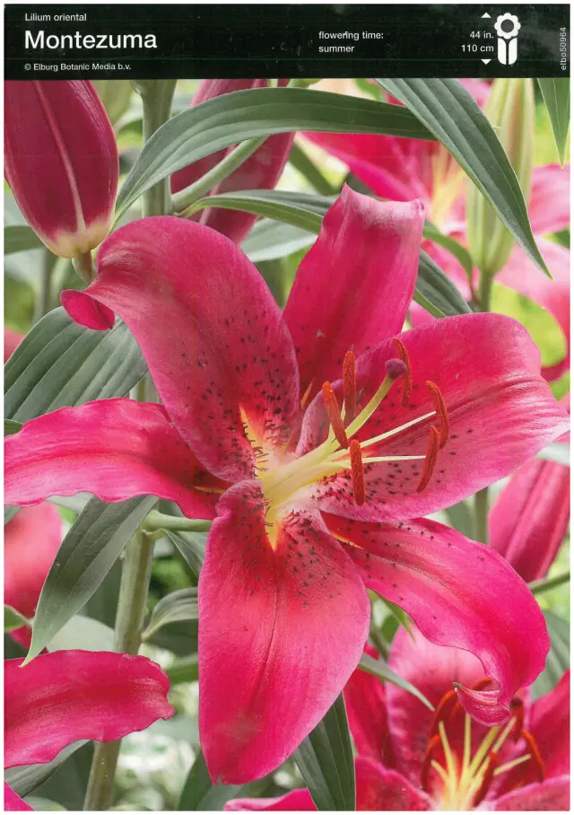 Bulbi-de-Crini-Parfumati-Montezuma Bulbi de Crini Montezuma 1