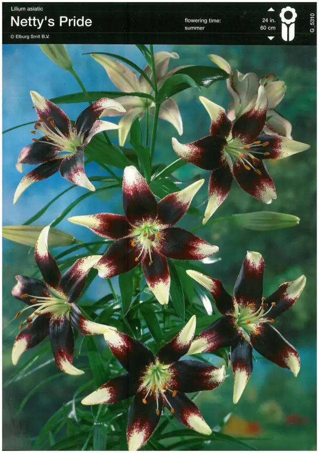 Bulbi-de-Crini-Parfumati-Nettys-Pride Bulbi de Crini Nettys pride 1