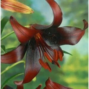 Bulbi de Crini Night Flyer 1