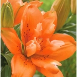 Bulbi de Crini Orange Twins 1