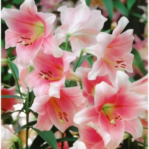 Bulbi de Crini Prince Promise 1