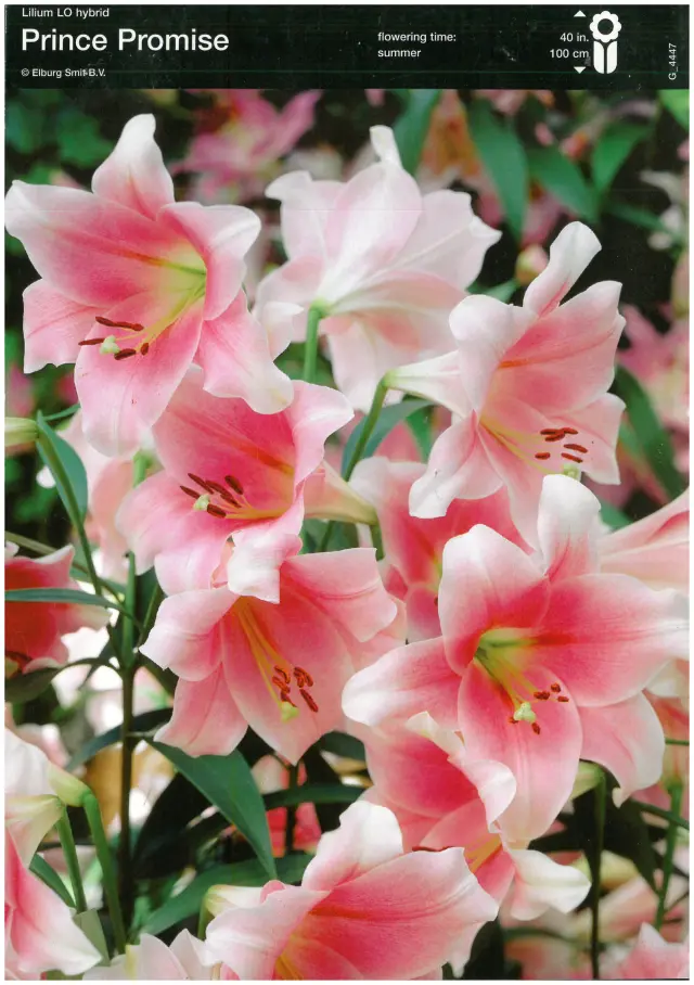 Bulbi-de-Crini-Parfumati-Prince-Promise Bulbi de Crini Prince Promise 1