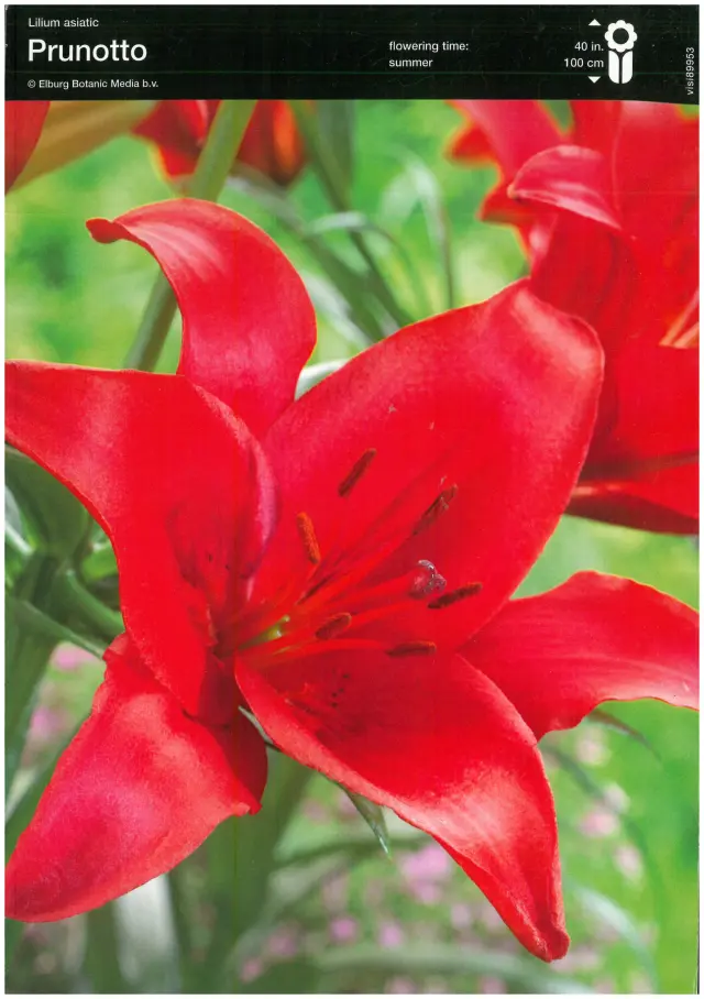 Bulbi-de-Crini-Parfumati-Prunotto Bulbi de Crini Prunotto 1