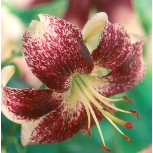 Bulbi de Crini Purple Life 1