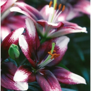 Bulbi de Crini Push Off 1