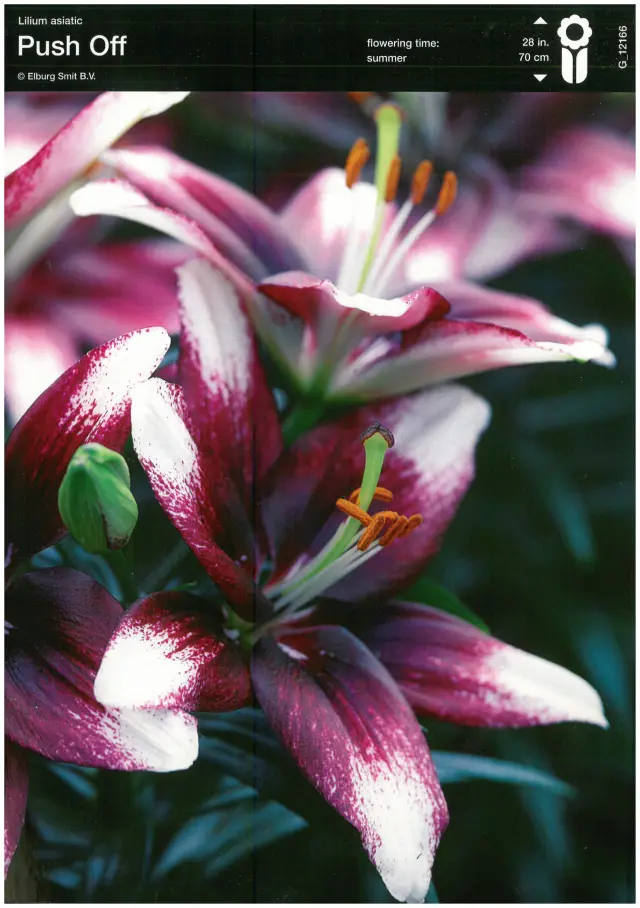 Bulbi de Crini Push Off 1