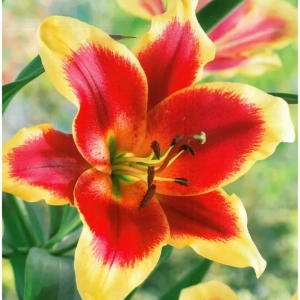 Bulbi de Crini Red Dutch 1