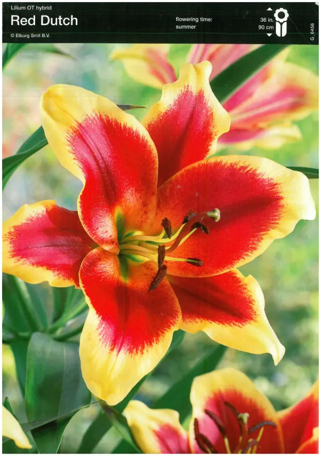 Bulbi de Crini Red Dutch 1