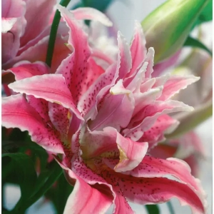 Bulbi de Crini Roselily Thalita 1