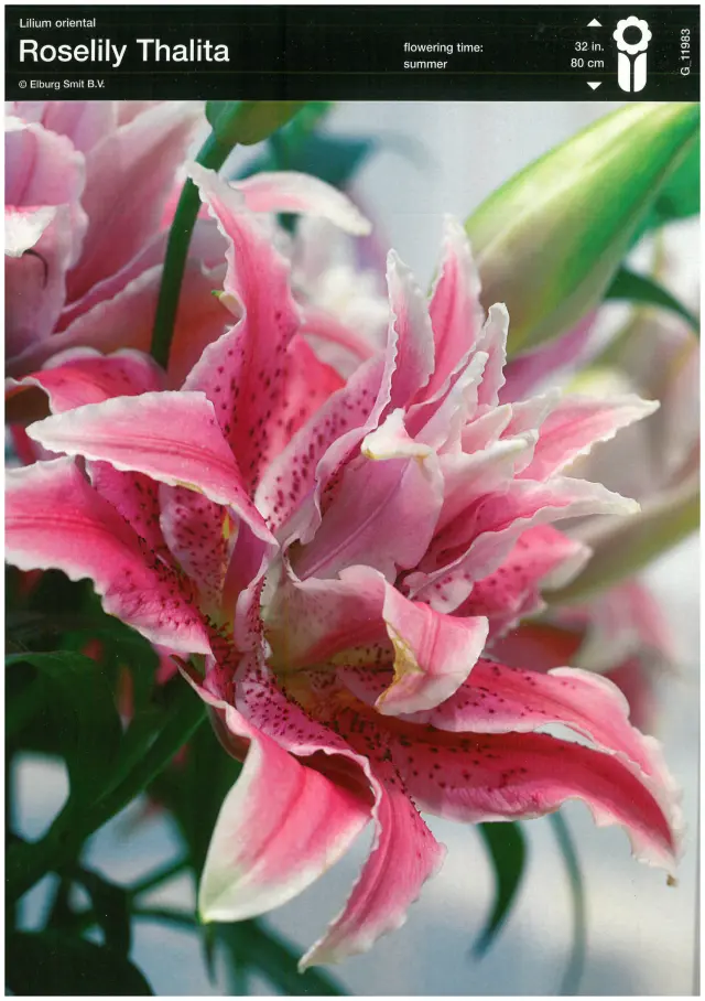 Bulbi-de-Crini-Parfumati-Roselily-Thalita Bulbi de Crini Roselily Thalita 1