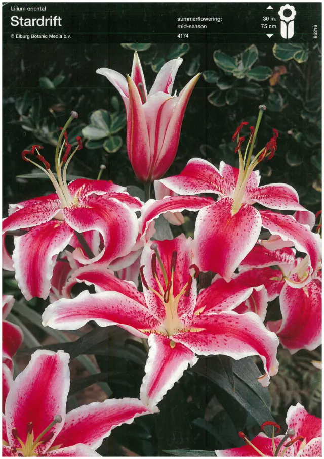 Bulbi-de-Crini-Parfumati-Stardrift Bulbi de Crini Stardrift 1