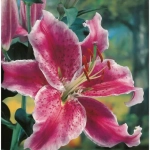 Bulbi de Crini Stargazer 1