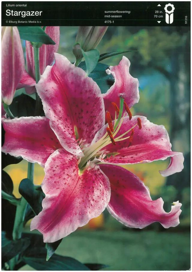 Bulbi-de-Crini-Parfumati-Stargazer Bulbi de Crini Stargazer 1